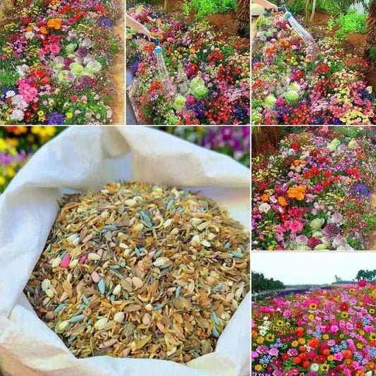 Premium Flower Seeds ( 100 Seeds)